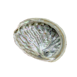 Medium Abalone Shell 3.5"