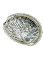 Medium Abalone Shell 3.5"