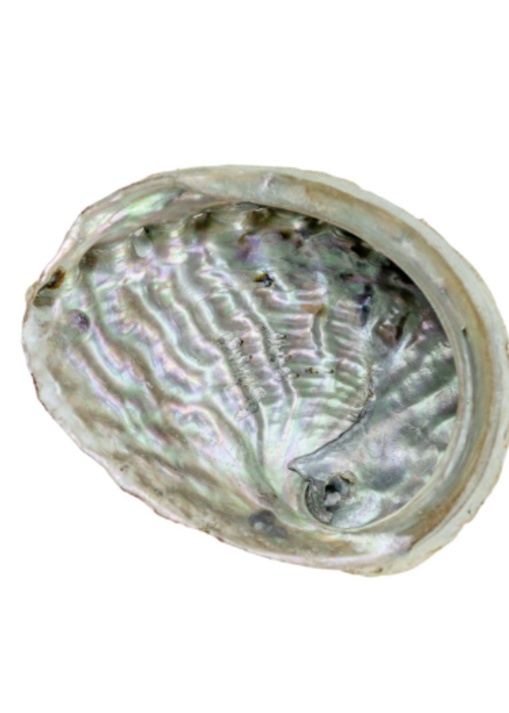 Medium Abalone Shell 3.5"