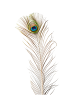 Peacock Feather