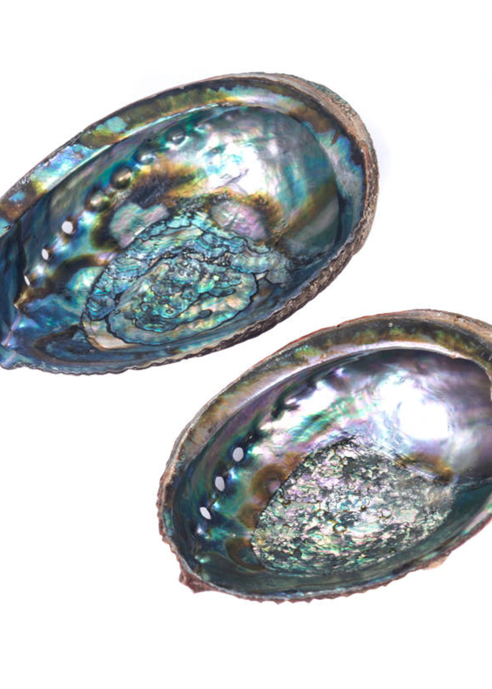 Abalone Shell, Large, 5"