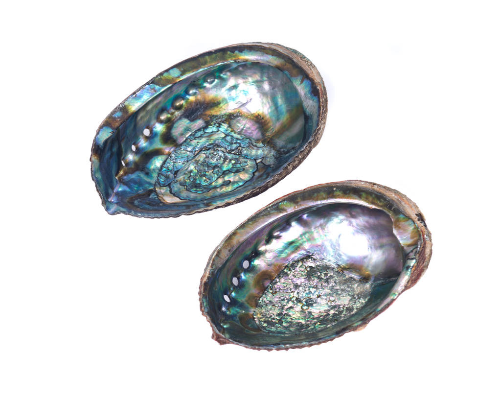 Lg Abalone Shell 5