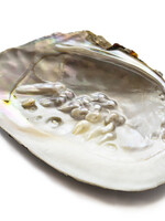 Blister Pearl Shell
