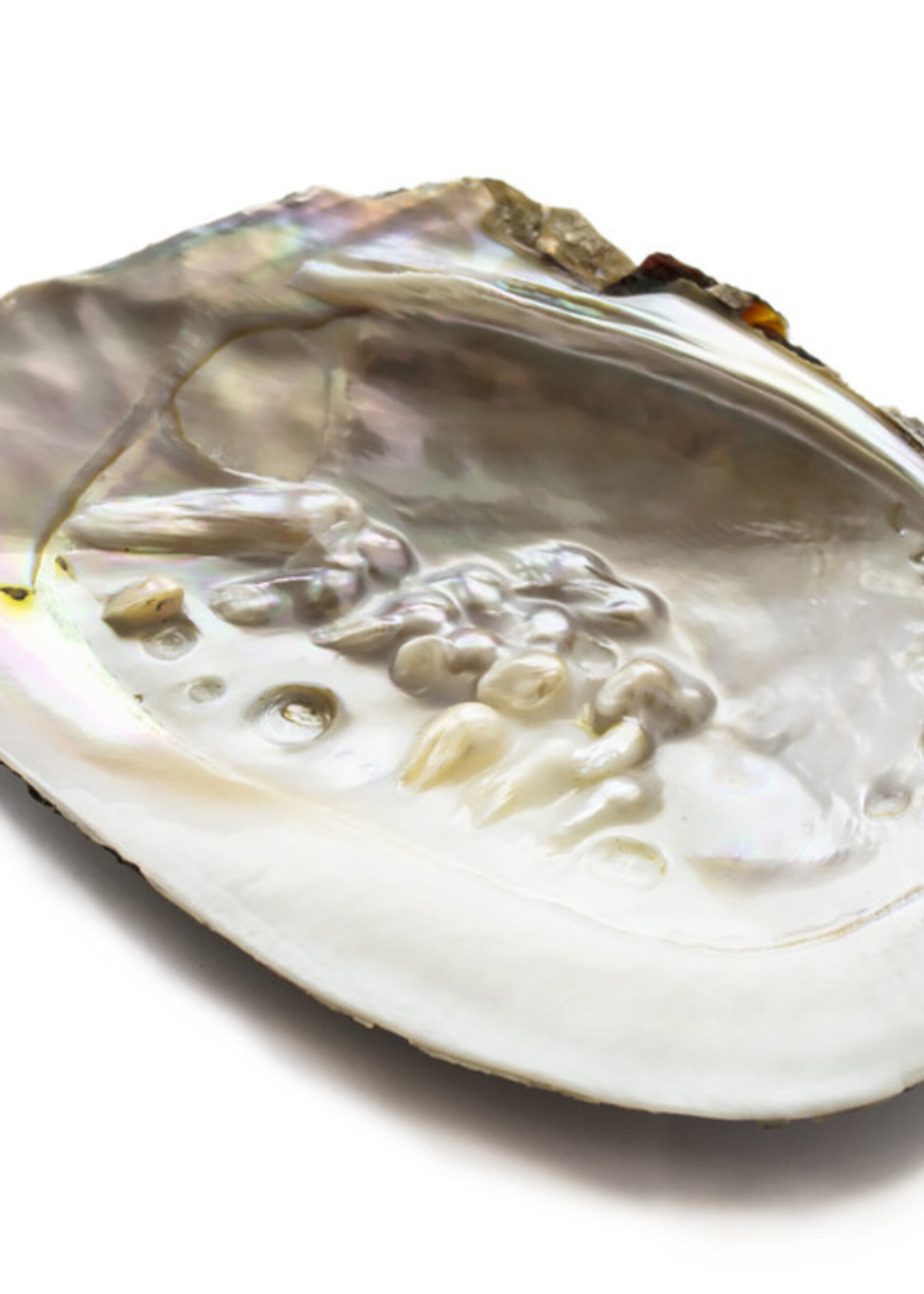 Blister Pearl Shell