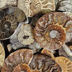 Ammonite Slice 1.5" x 2"