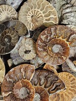 Ammonite Slice 1.5" x 2"
