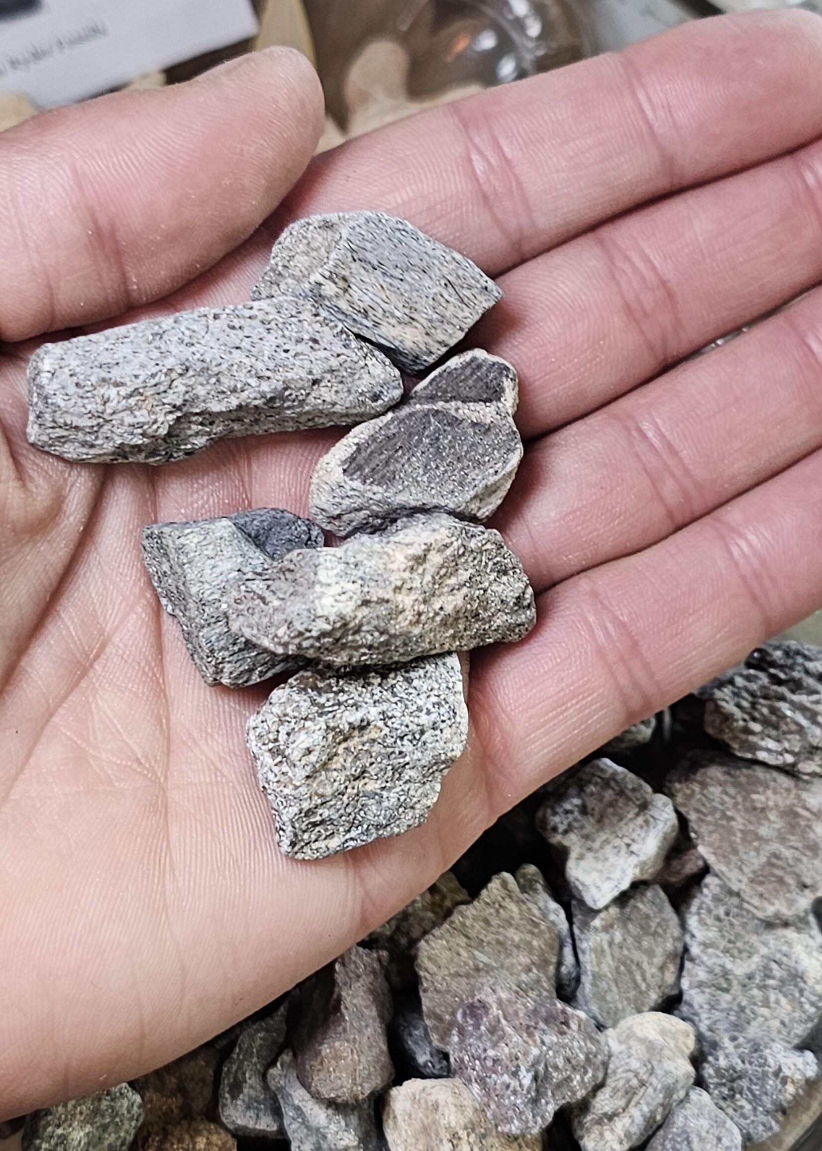 Dinosaur Bone 1" x 0.5"