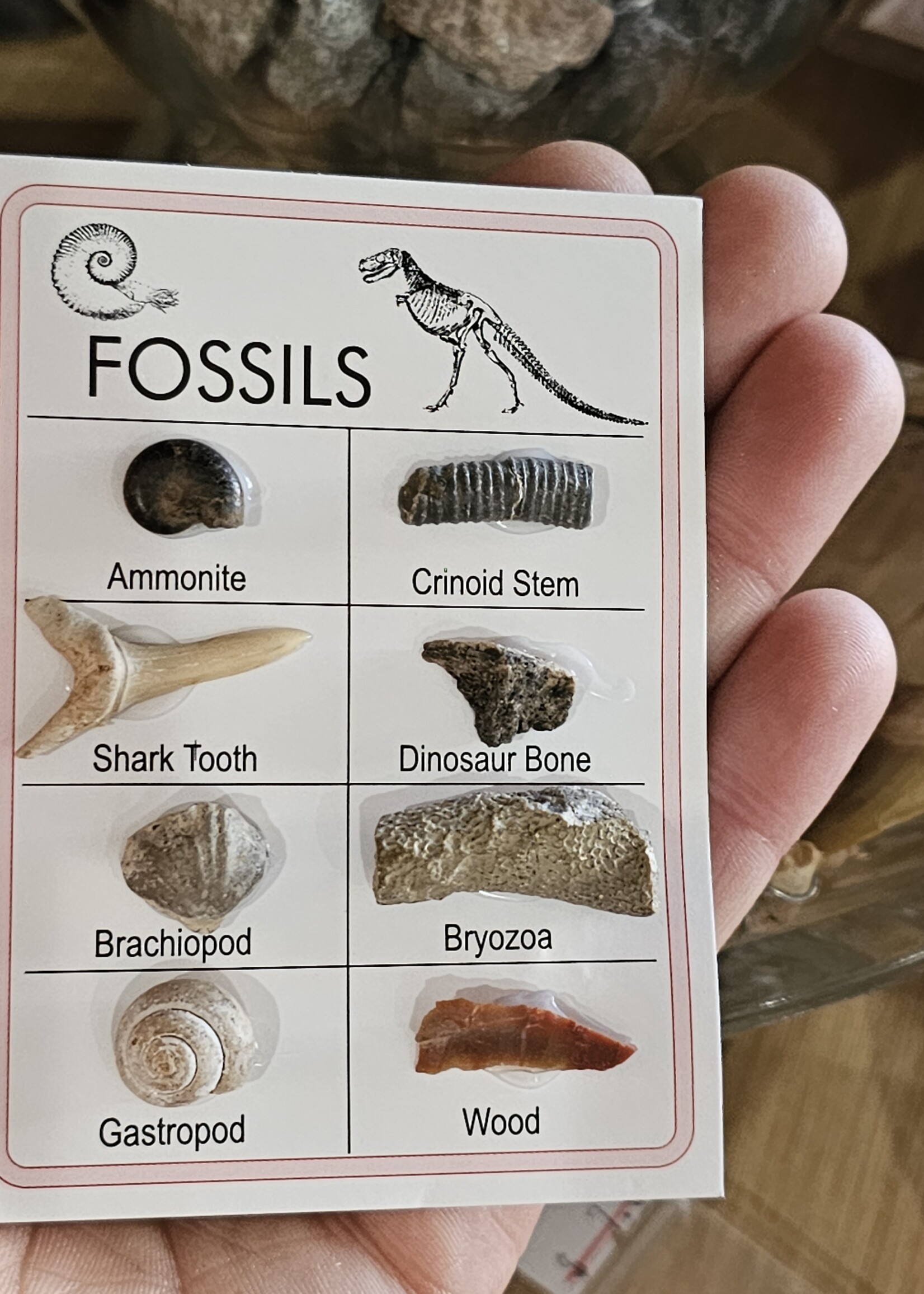 Fossil Card