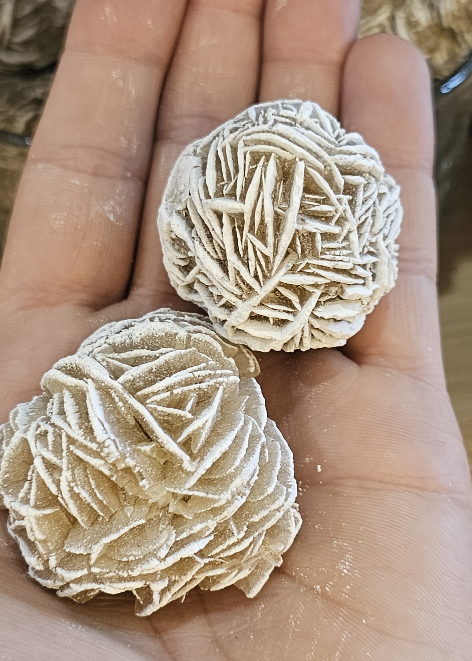 Desert Rose Natural Medium 1.5"