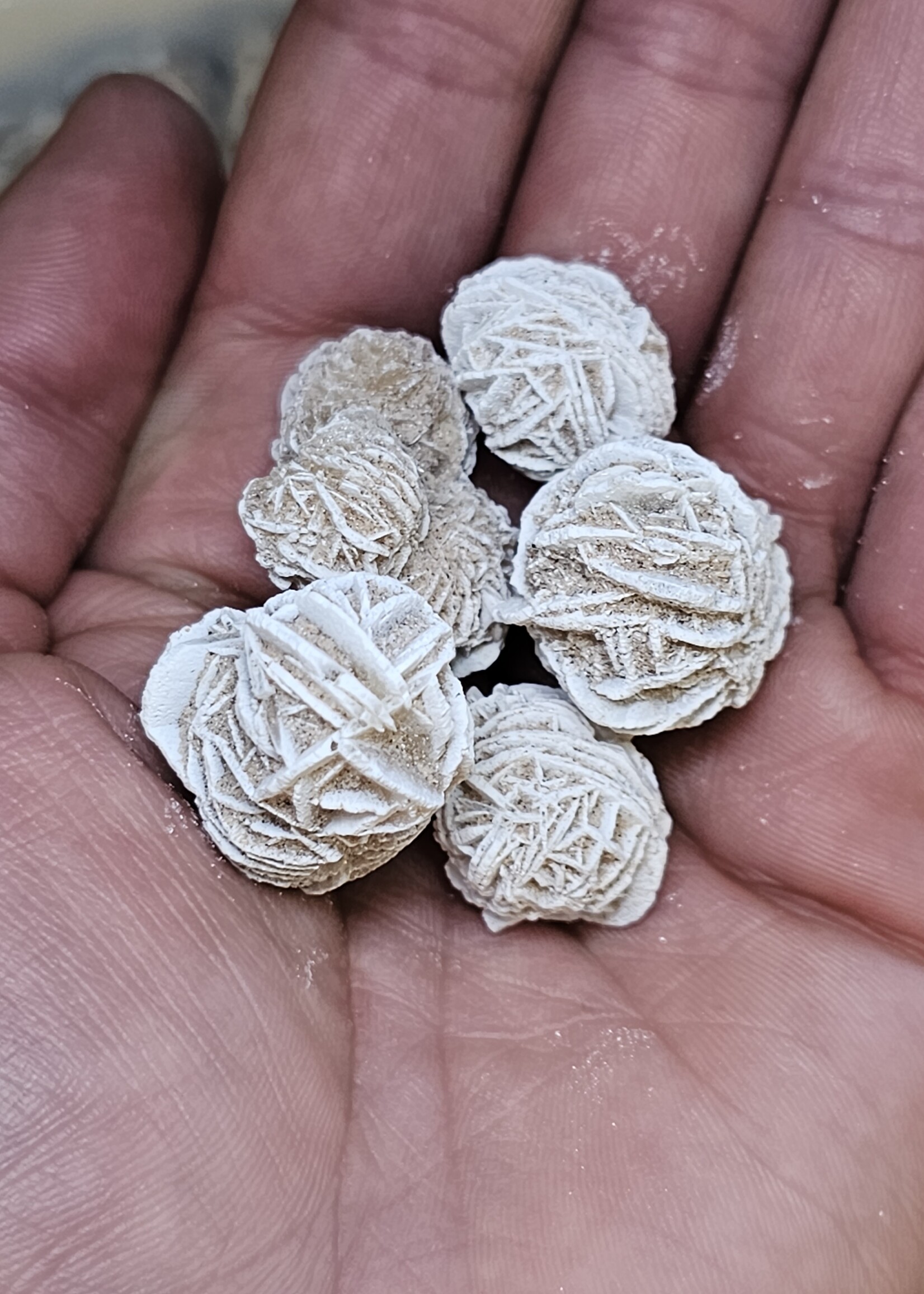 Desert Rose Natural Small under 1"
