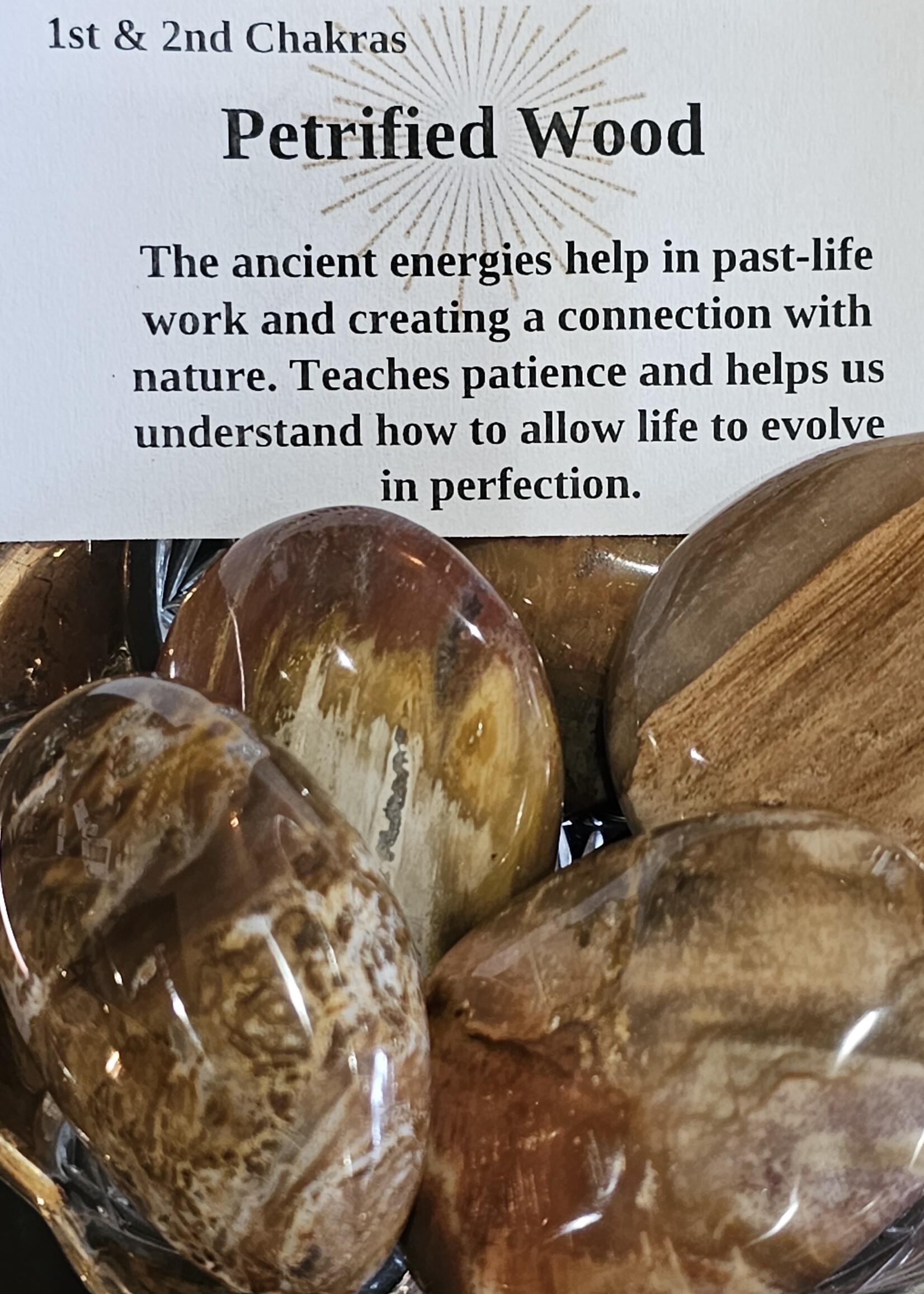 Petrified Wood Palm Stone 2" x 2.5"