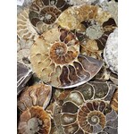 Ammonite