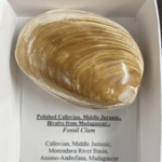 Fossilized Clam Shell / Bivalve Mahjunga 3.5 x 2 .5 x 1.5 inch