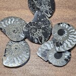 Pyritized Ammonite Pair 1.5x1x0.25 inch