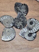 Pyritized Ammonite Pair 1.5x1x0.25 inch