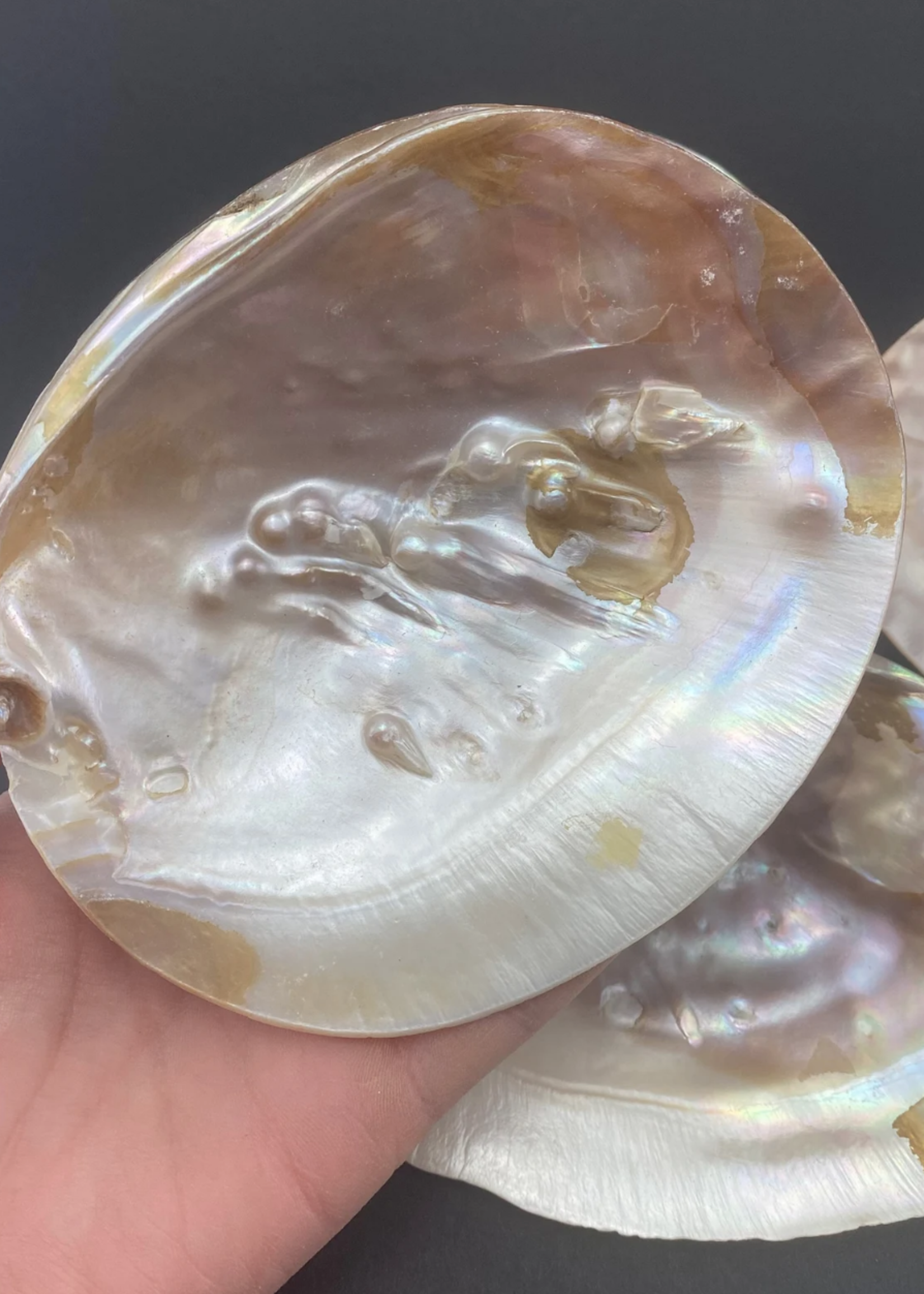 XL Blister Pearl Shell