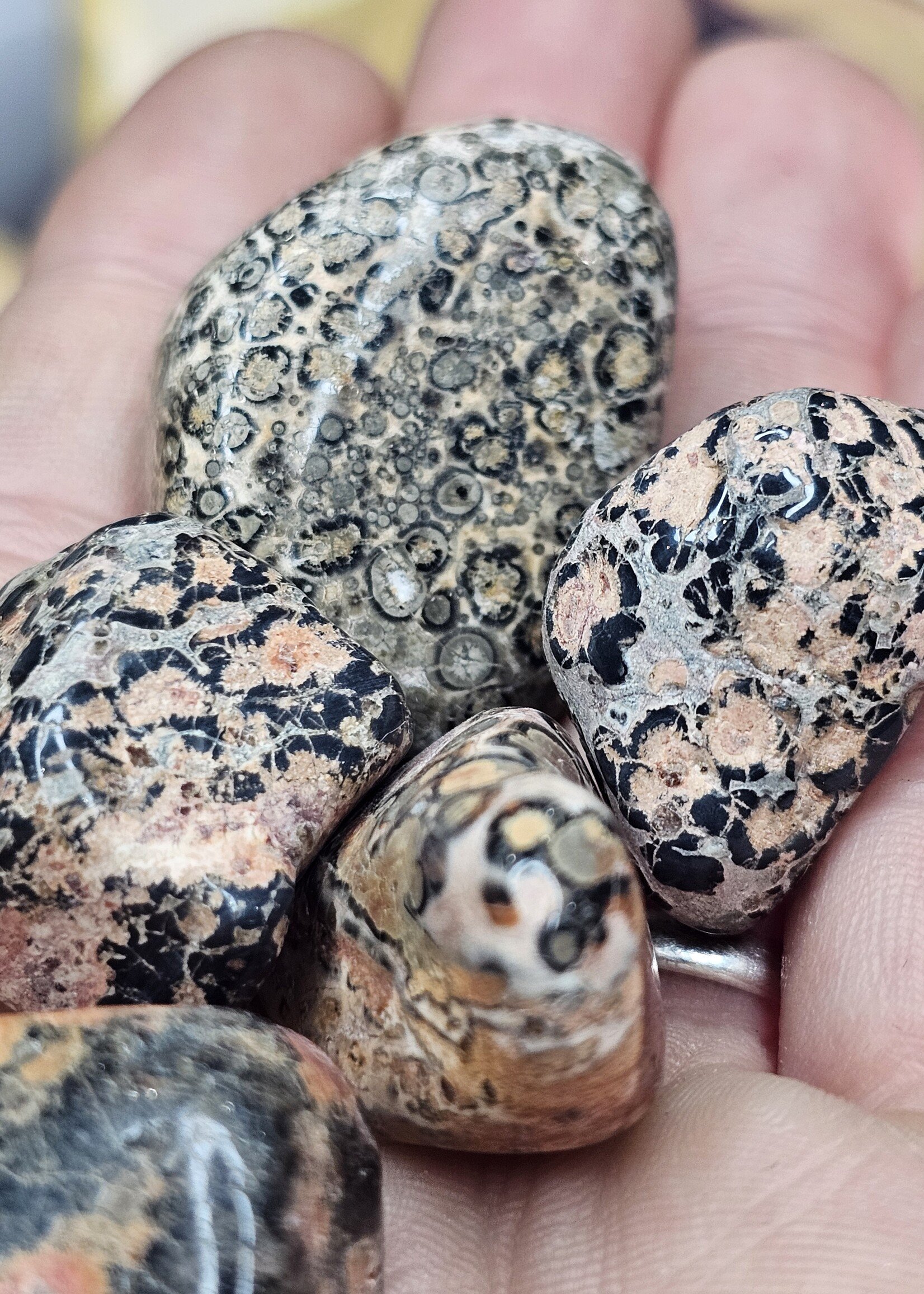 Leopard Skin Jasper Tumbled, Medium