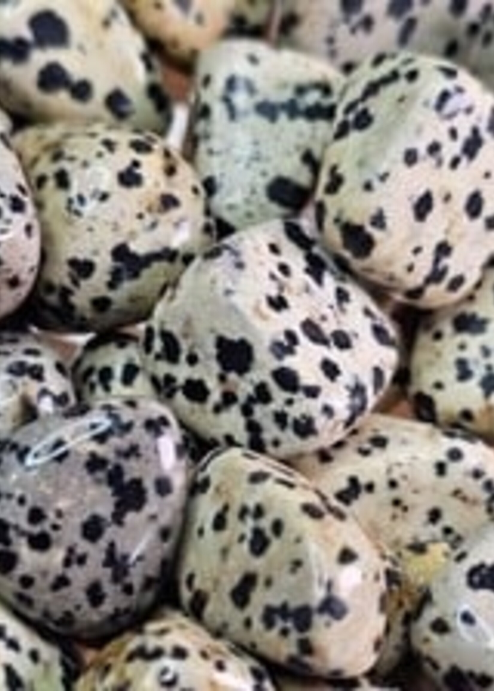 Dalmatian Jasper
