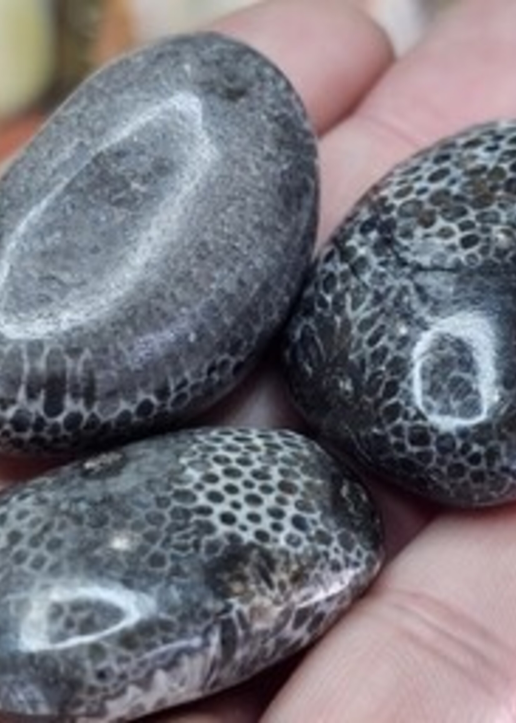 Bryozoan Fossil Tumbled