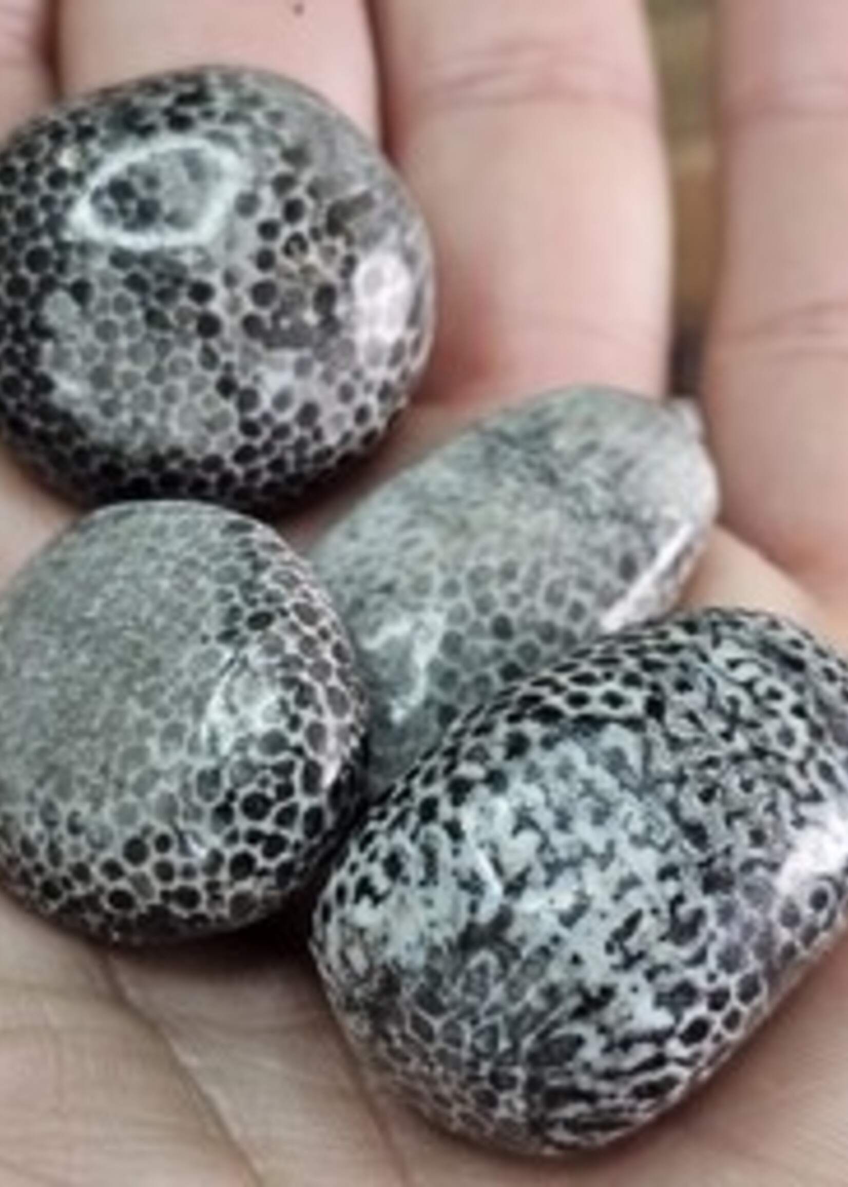 Bryozoan Fossil Tumbled