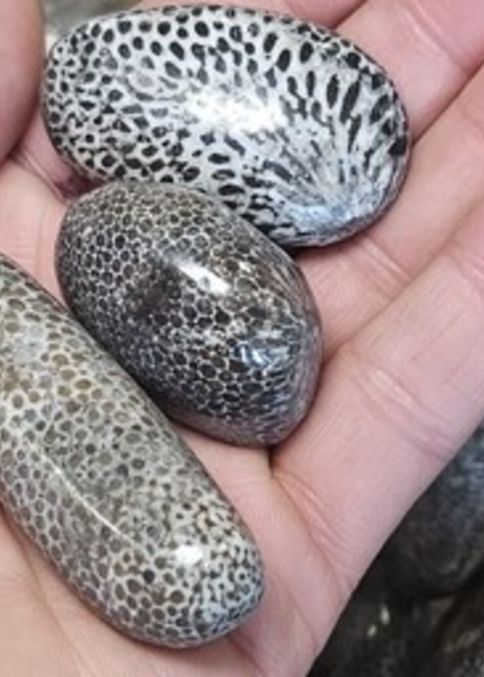 Bryozoan Fossil Tumbled