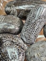 Bryozoan Fossil Tumbled