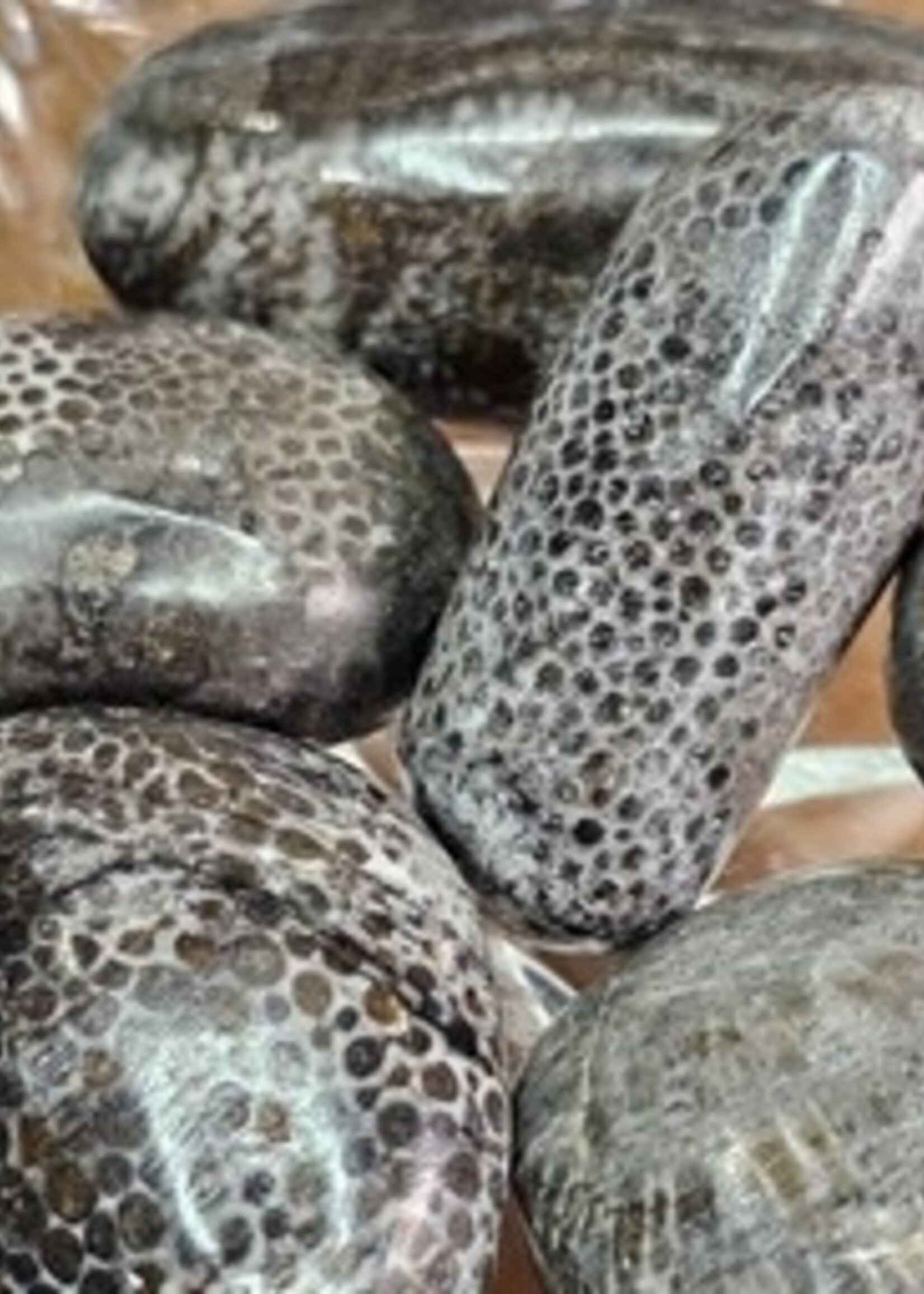 Bryozoan Fossil Tumbled