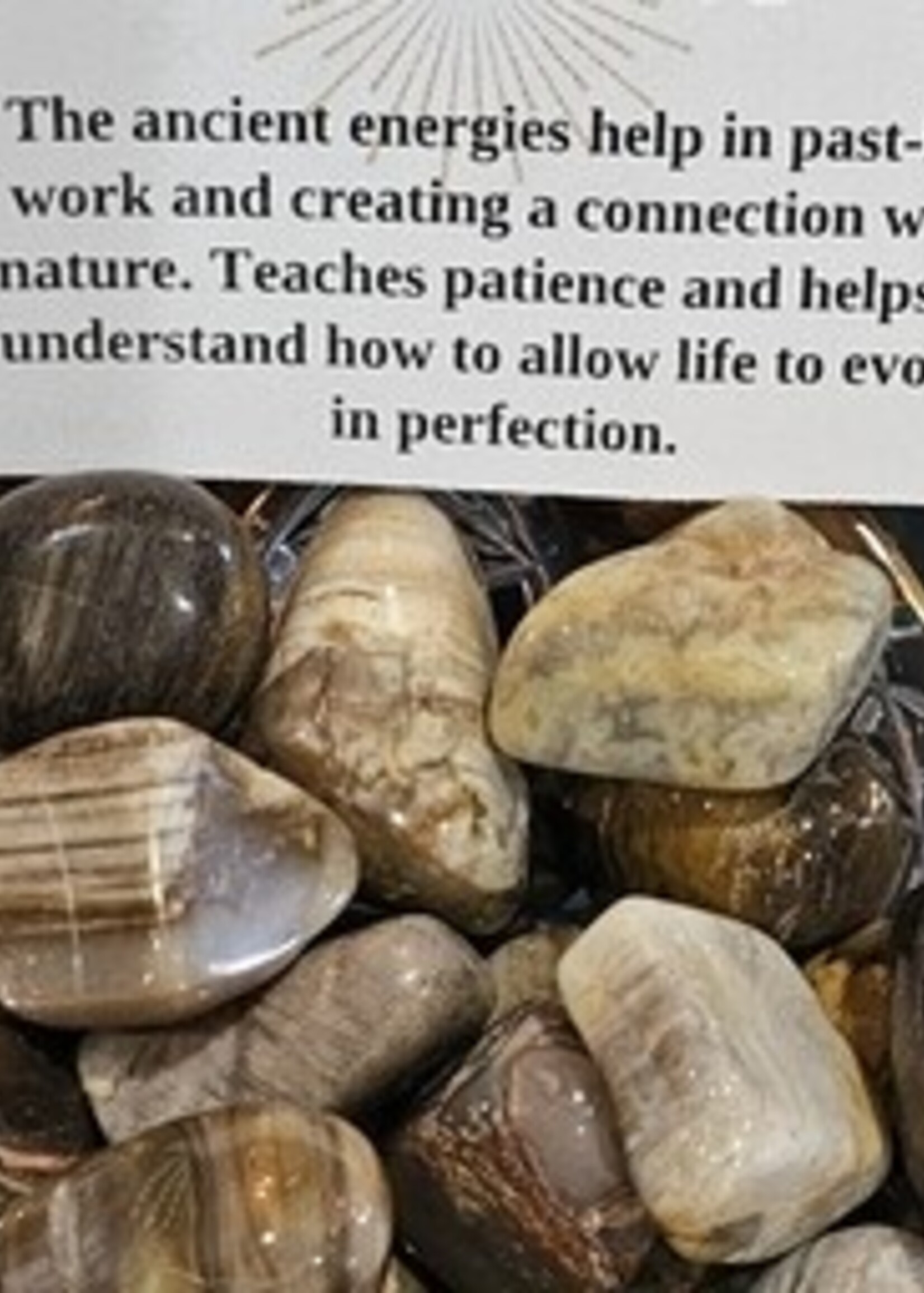Petrified Wood Tumbled