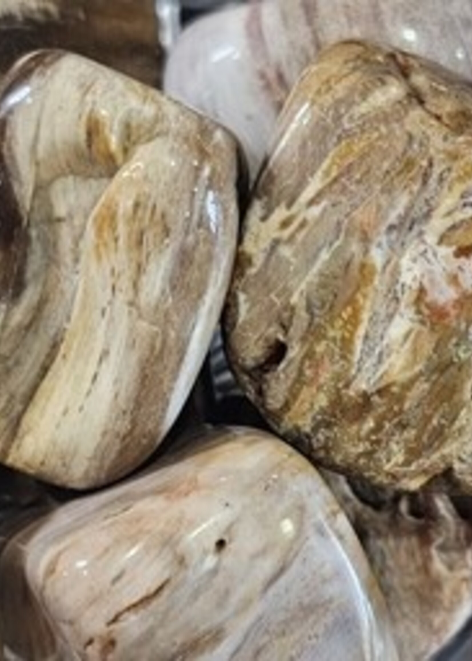 Petrified Wood Tumbled
