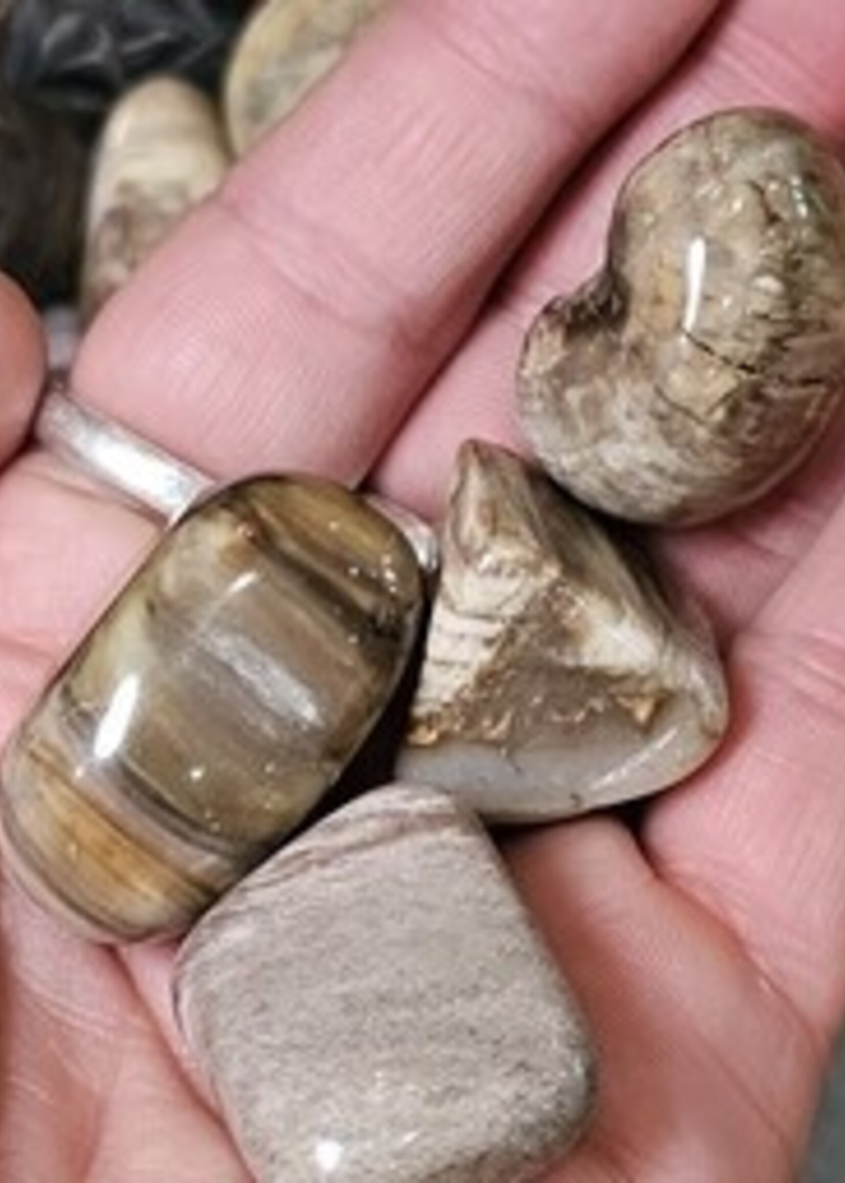 Petrified Wood Tumbled