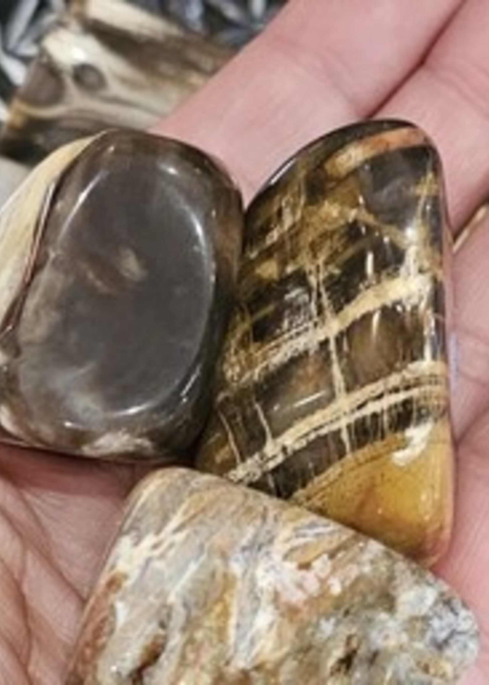 Petrified Wood Tumbled
