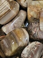 Petrified Wood Tumbled