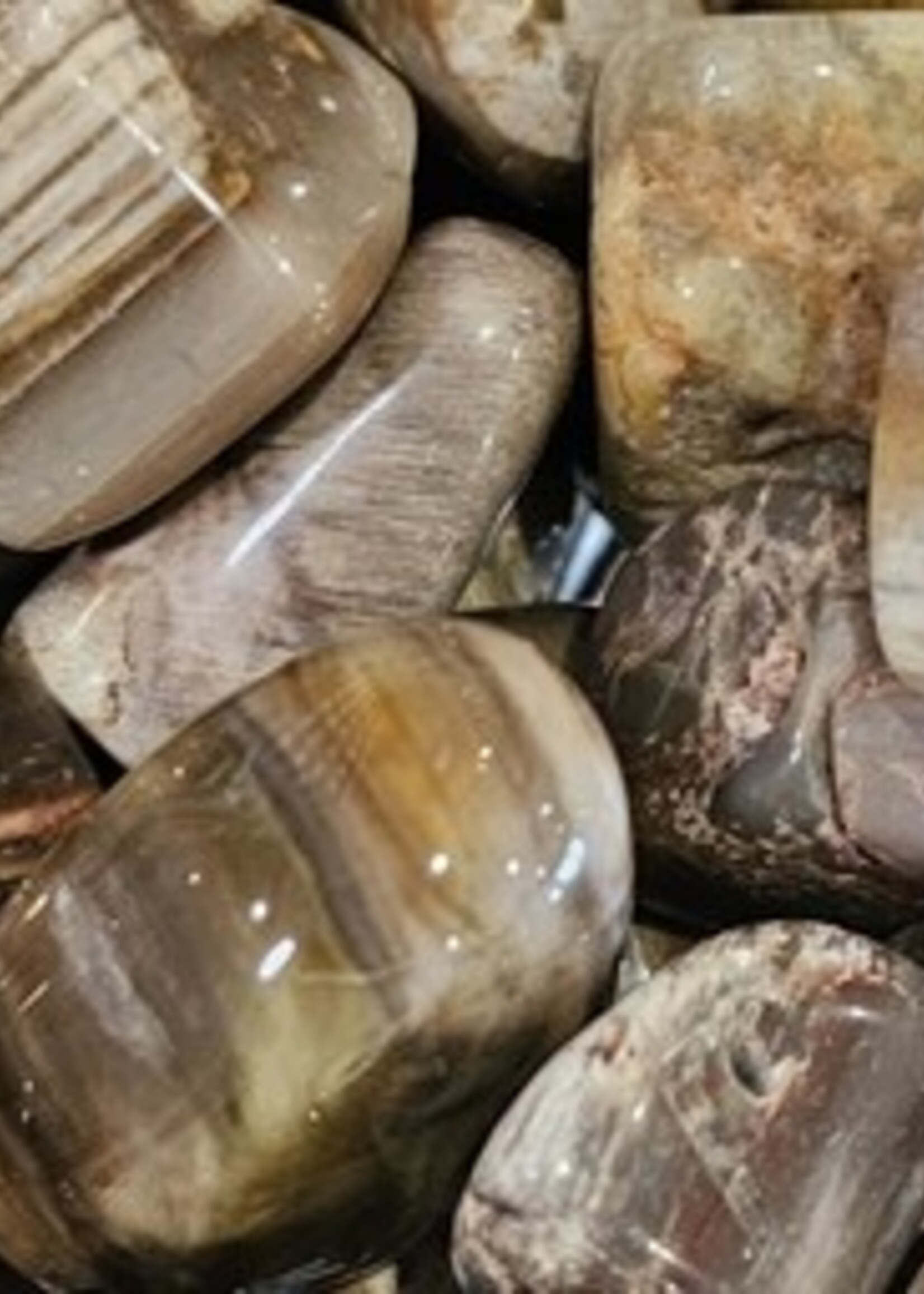 Petrified Wood Tumbled