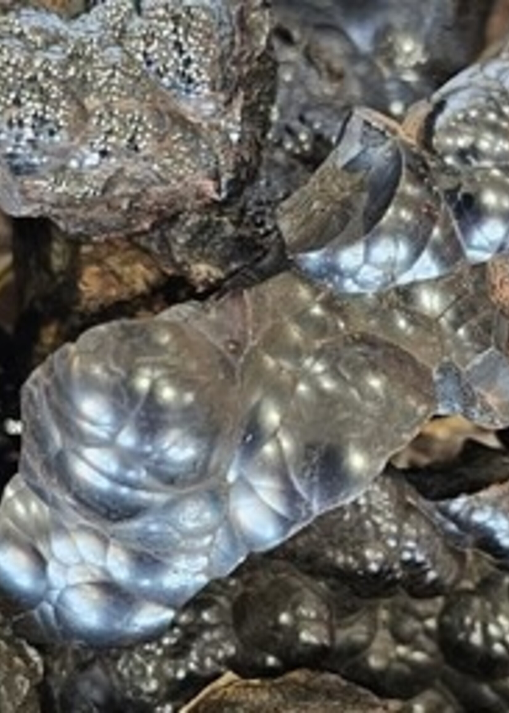 Hematite Natural Rough Nuget