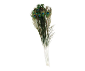 35-40 Natural Peacock Feather