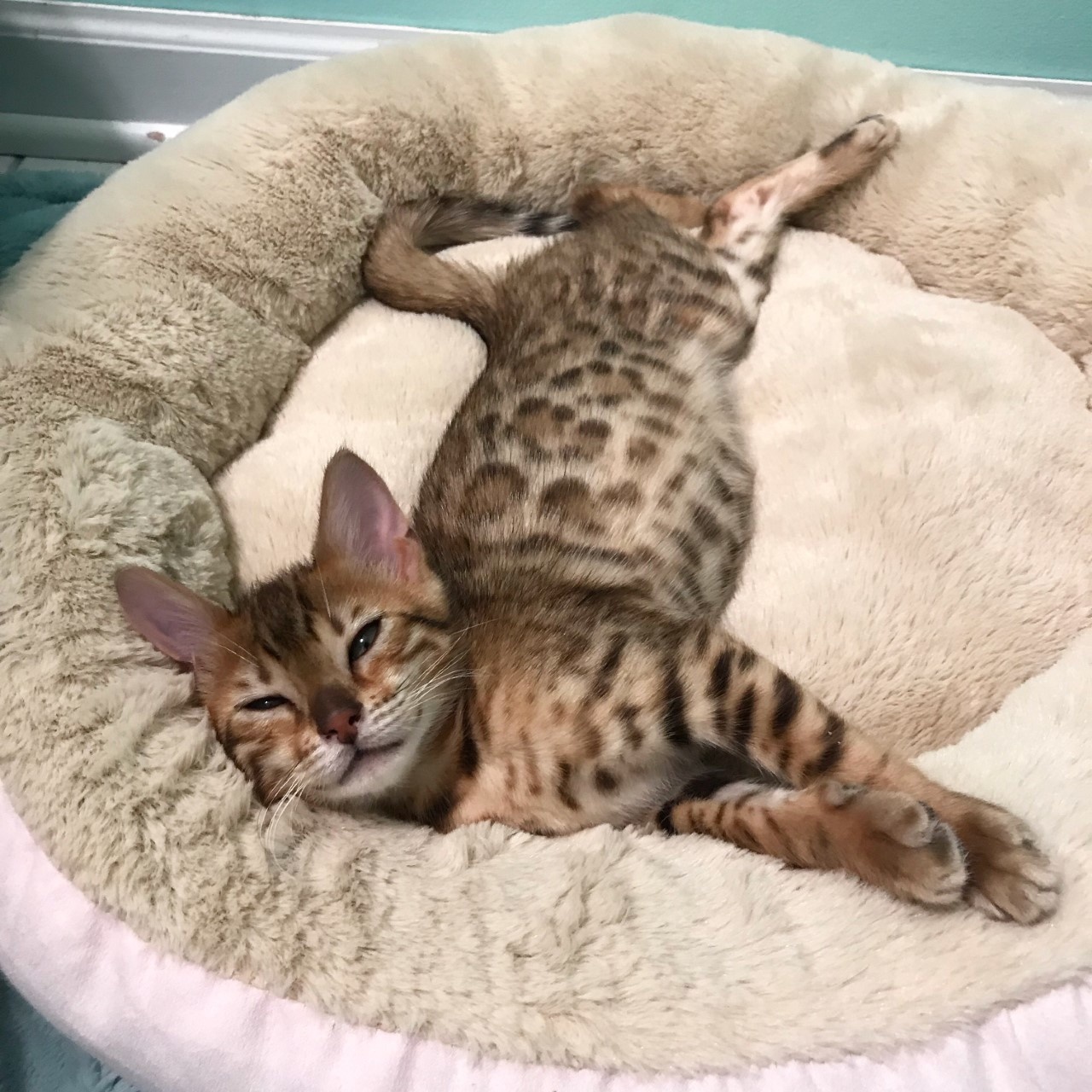Preparing for a New Cat