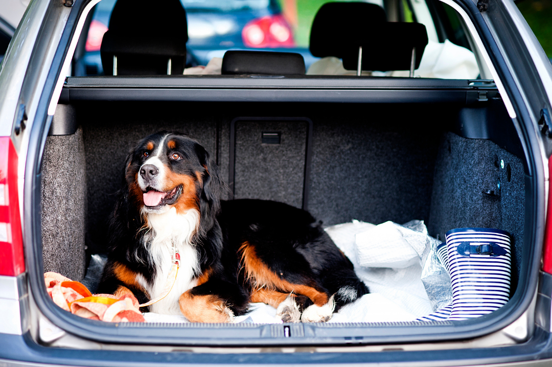 Get Your Pet Road Trip Ready