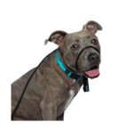 Heather's Heroes Heather's Heroes Sidekick Regular Black