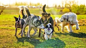 Unleash the Fun: A Guide to the Dog Park and Essential Gear to Bring