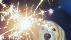 Preparing Your Pet for a Safe and Calm Fourth of July