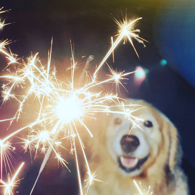 Preparing Your Pet for a Safe and Calm Fourth of July