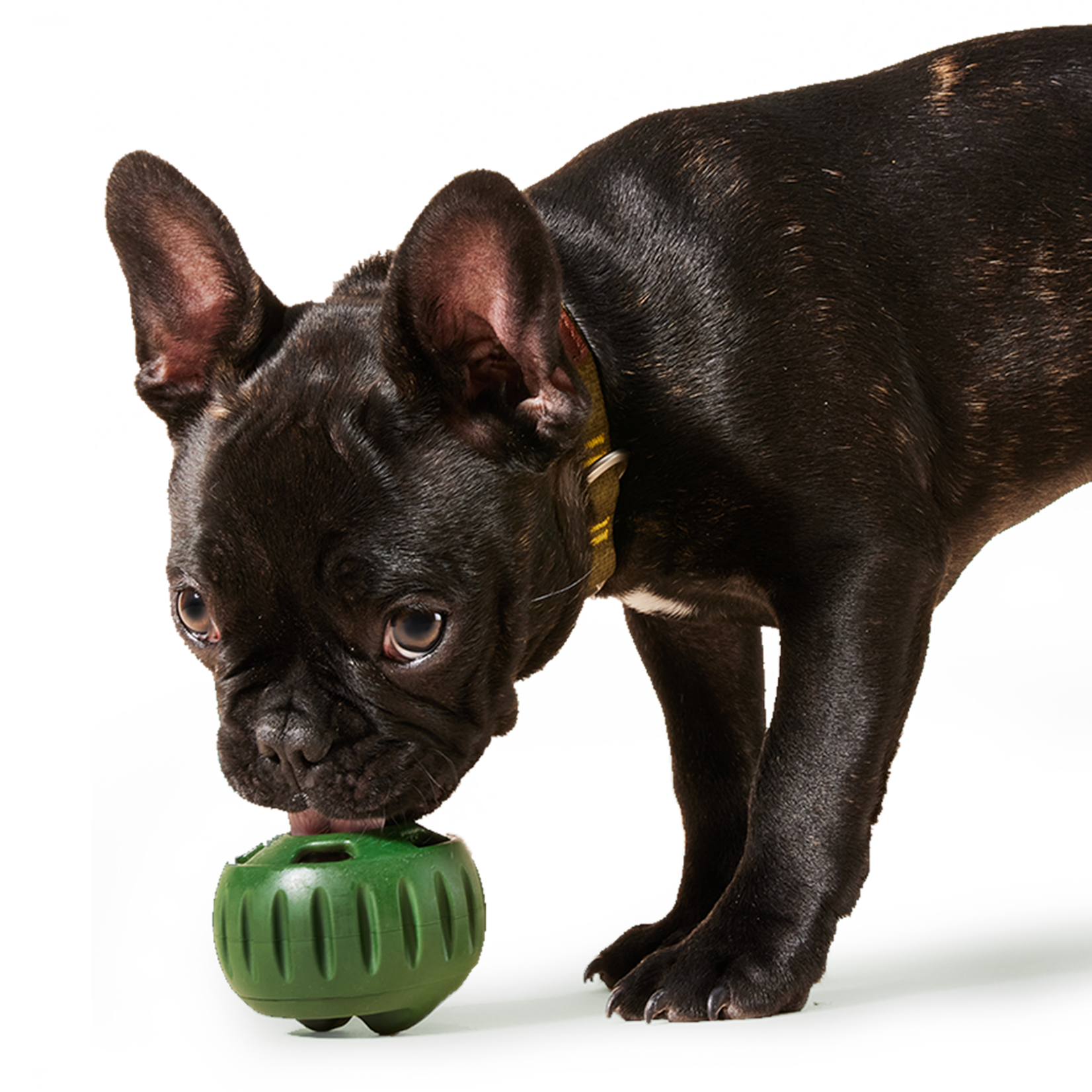 Woof Pet Woof Pet Pupsicle Toy Black