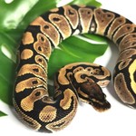 Baby Female Normal Ball Python