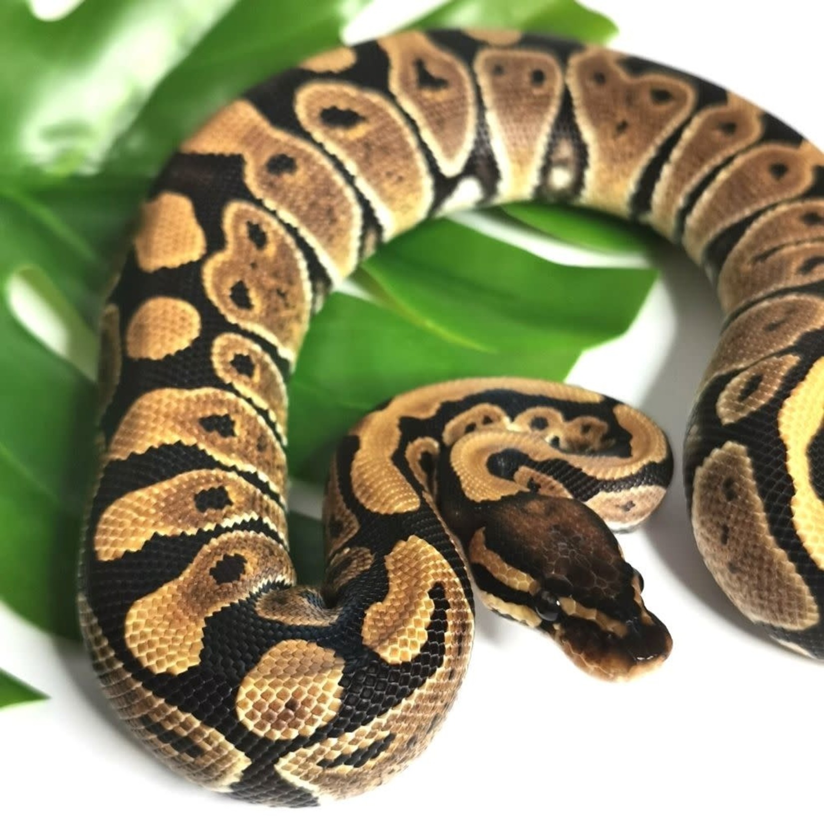 Baby Female Normal Ball Python