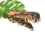 Baby Male Dinker Ball Python