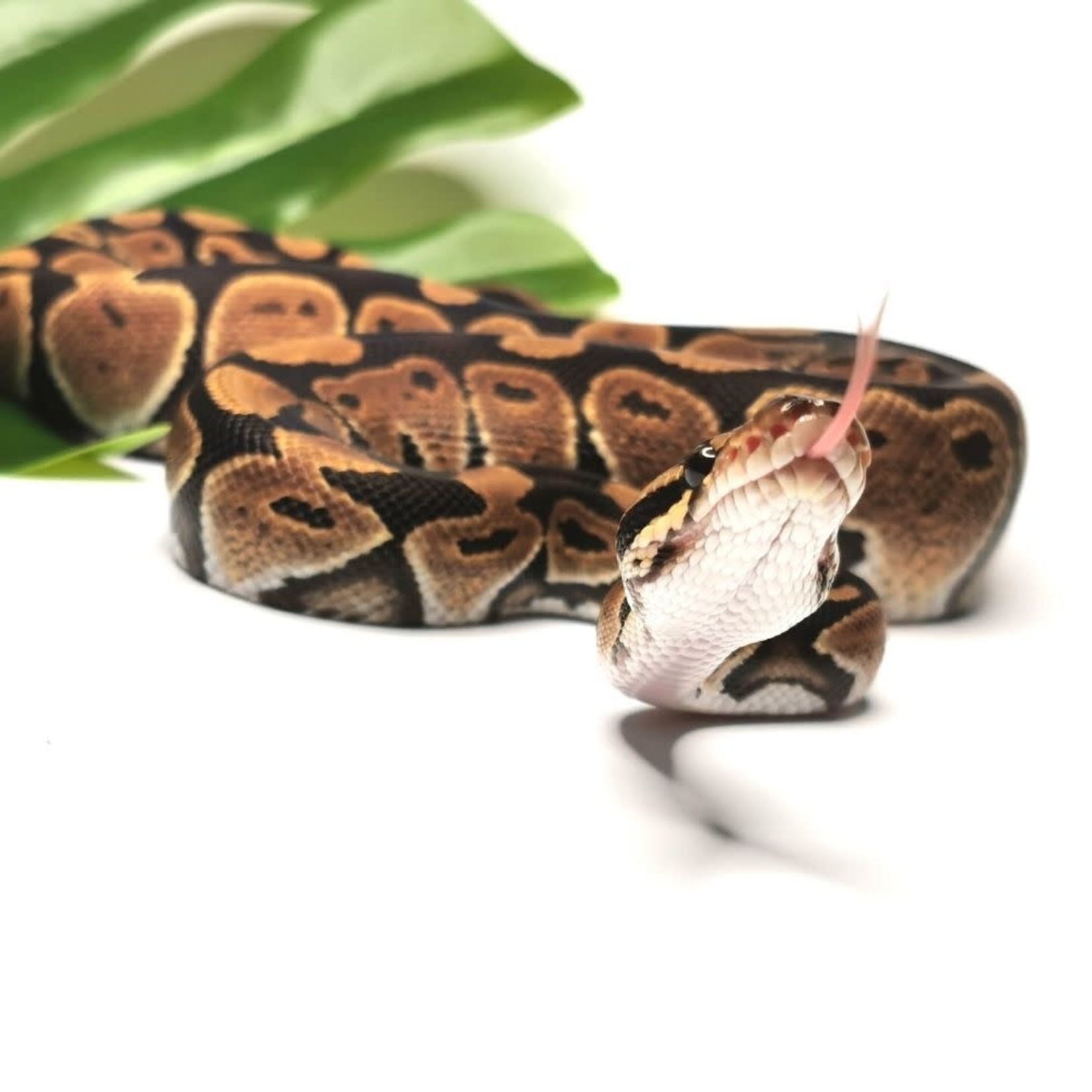 Baby Male Dinker Ball Python