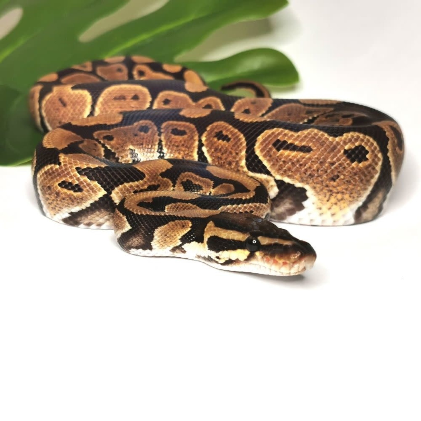 Baby Male Dinker Ball Python