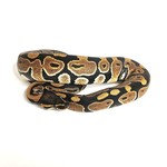 Baby Male Dinker Ball Python #2