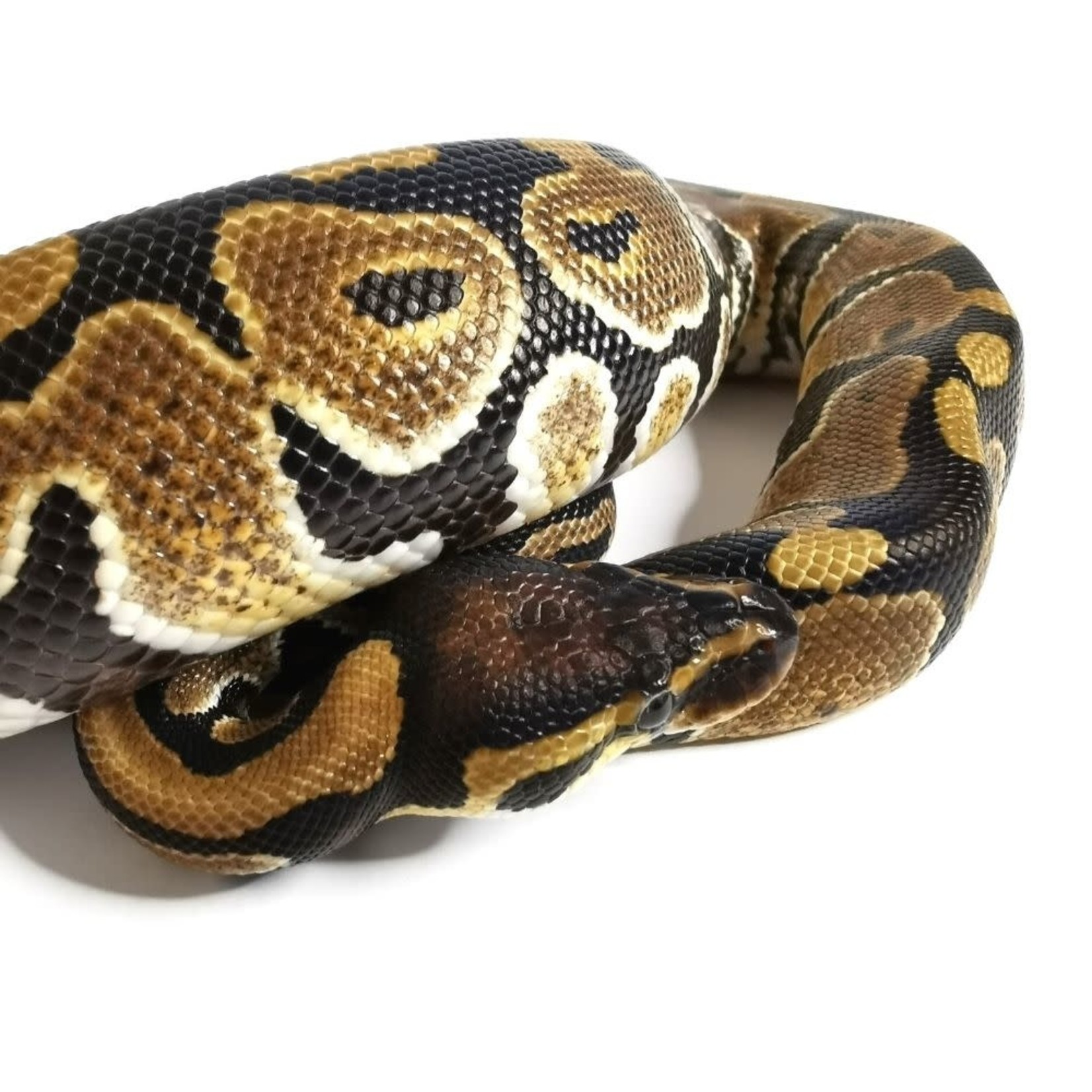 Baby Male Dinker Ball Python #2