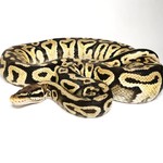 Juvenile Male Pastel Ball Python